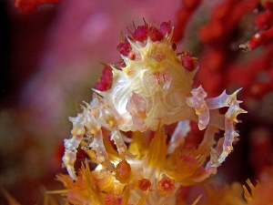 Soft Coral Crab. Tulamben, Bali by Doug Anderson 